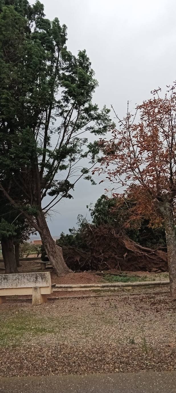 El viento ha causado numerosas incidencias en Corera