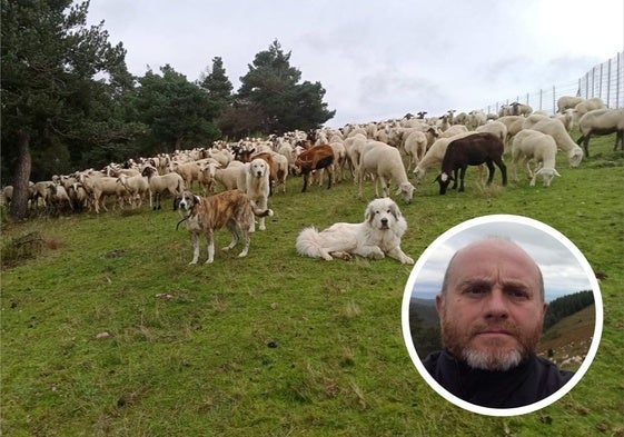 El rebaño, formado por 780 ovejas, una docena de cabras y diez mastines, descansaban sobre una loma durante su recorrido.