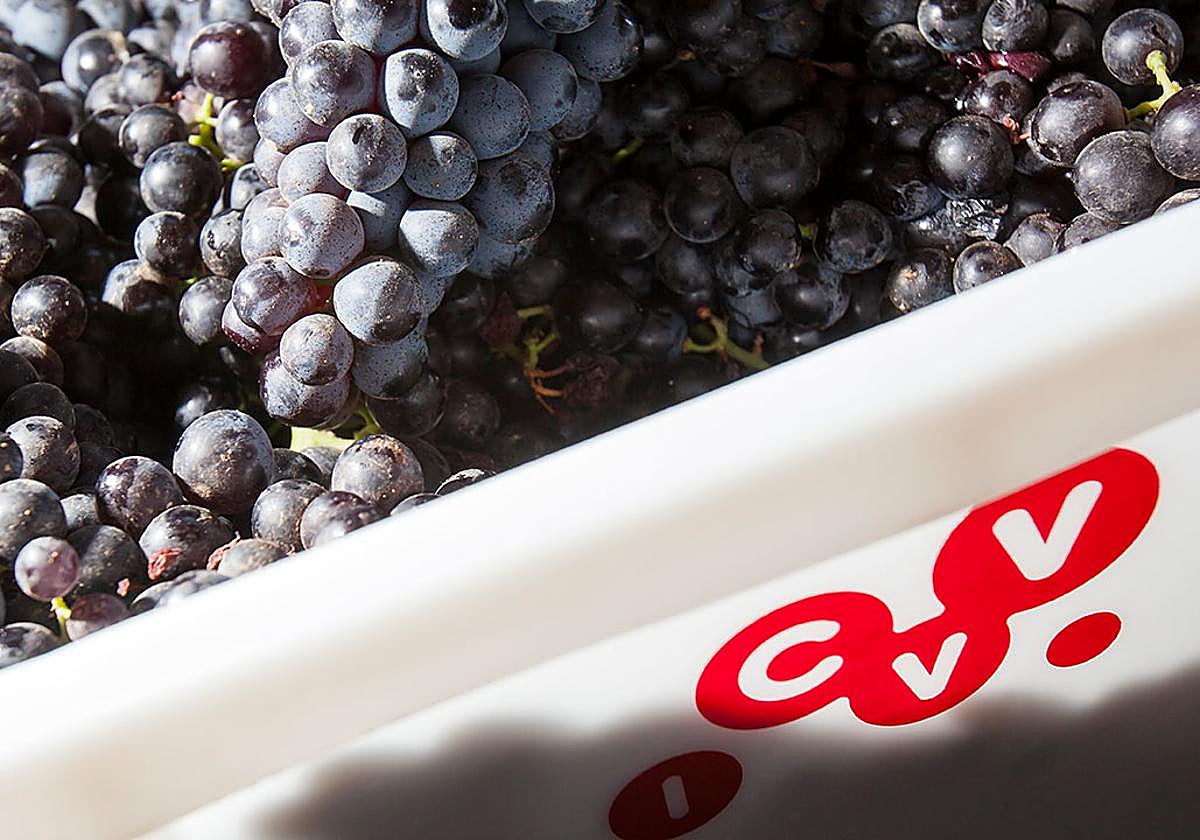 El proyecto Climaroma está impulsado por la Universidad de Zaragoza, la Ecole d'Ingénieurs de Purpan, el Institut National Polytechnique de Toulouse y el ICVV.