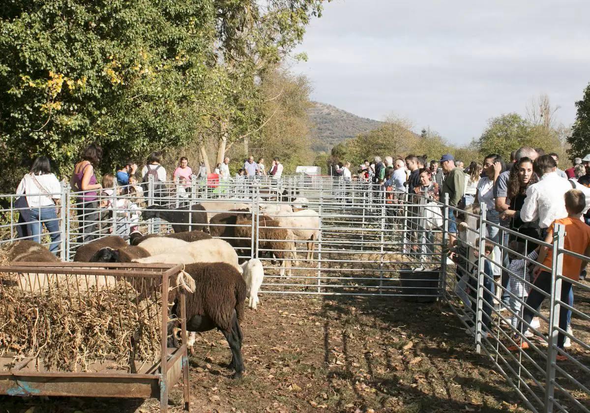 Ojacastro celebra su XX Feria Ganadera