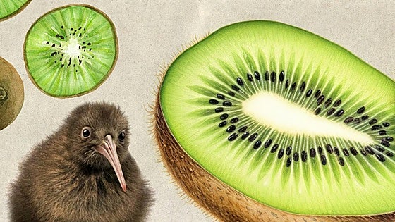 Kiwi, el fruto de Nueva Zelanda que triunfó en Pontevedra
