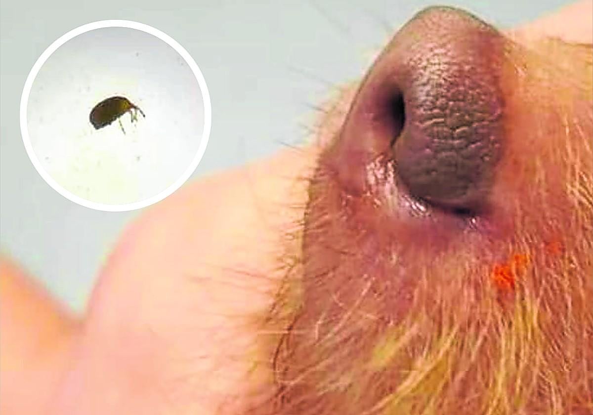 Hocico de un perro con un trombicúlido (araña anaranjada) a un lado.