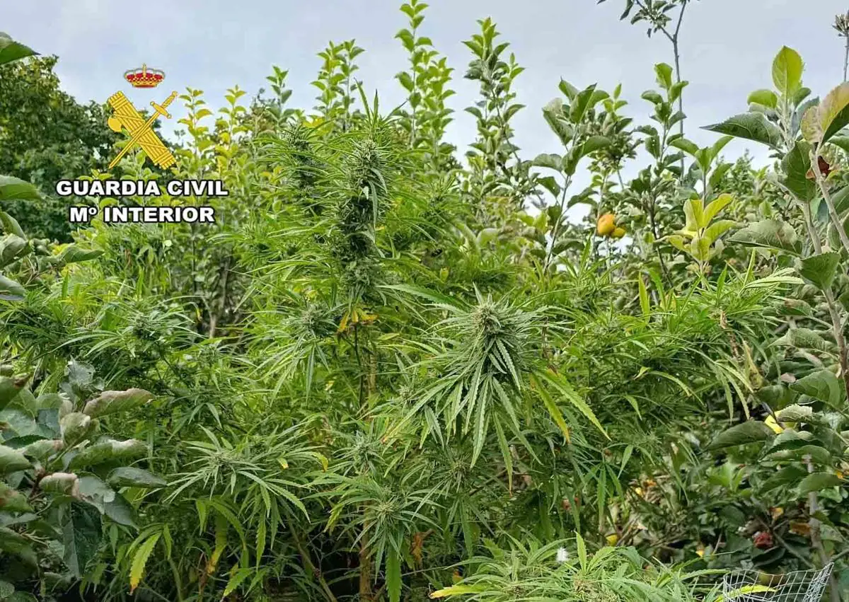 Imagen secundaria 1 - La Guardia Civil frustra un robo de plantas de marihuana en Casalarreina