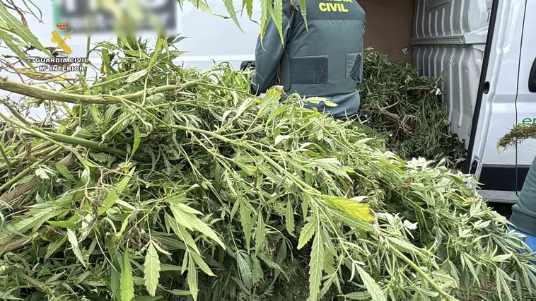 Plantas de marihuana que iban a ser robadas en Casalarreina.