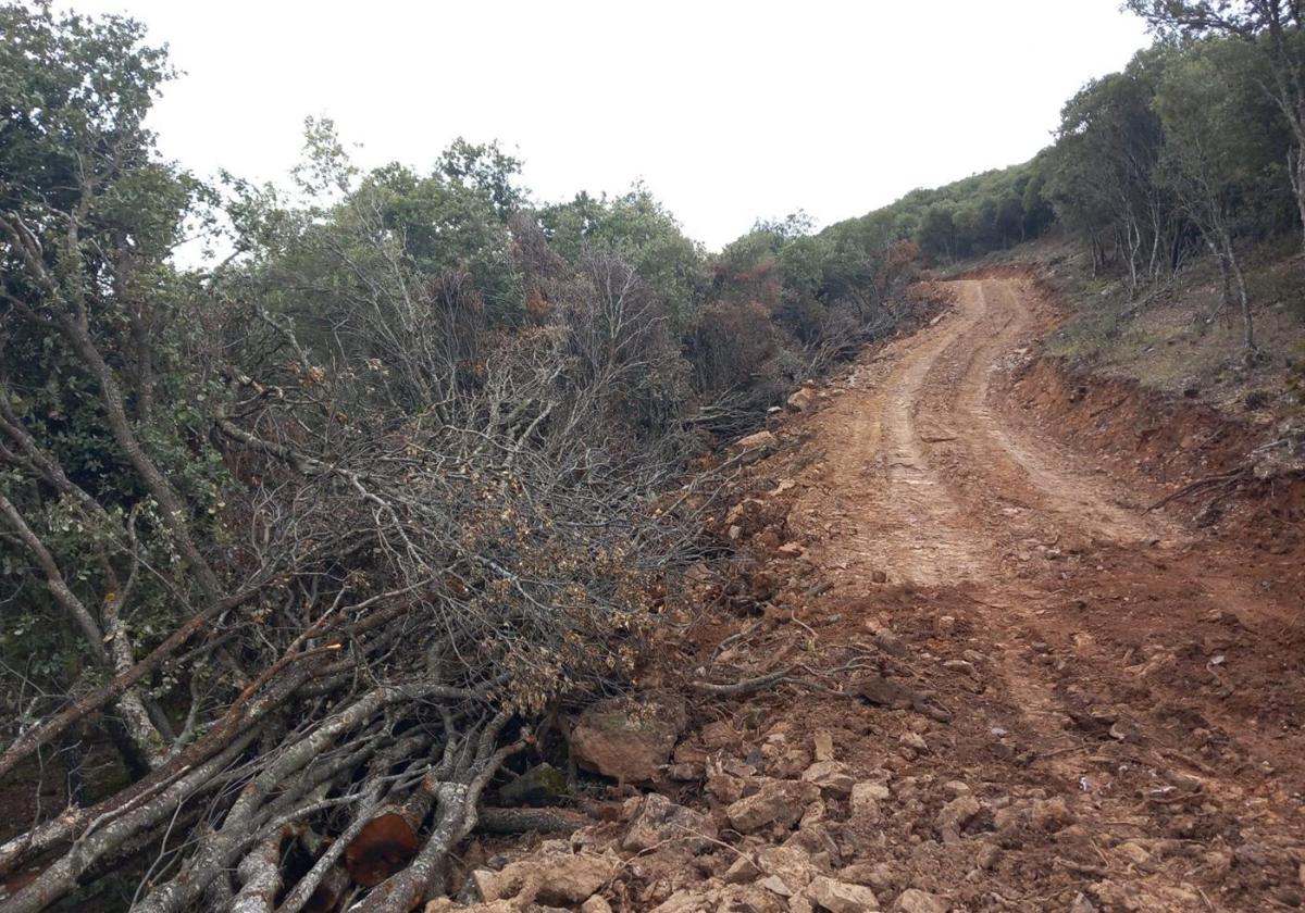 El colectivo ve injustificable la construcción de pistas forestales que afectan a varios encinares.