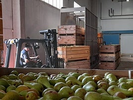 Recepción de pera en la SAT Valle de Rincón durante la campaña de 2024 de la DOP Peras de Rincón de Soto.