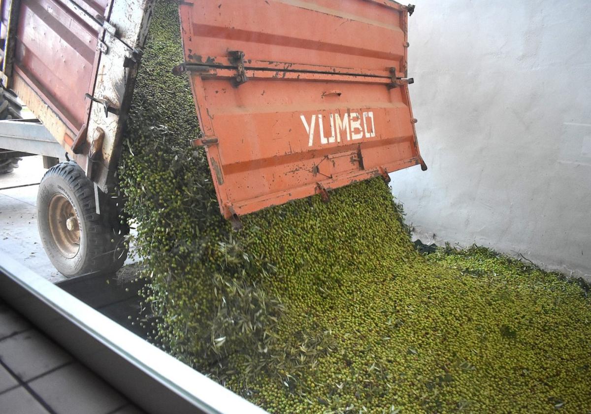 El aceite verde aumenta la calidad del oro líquido