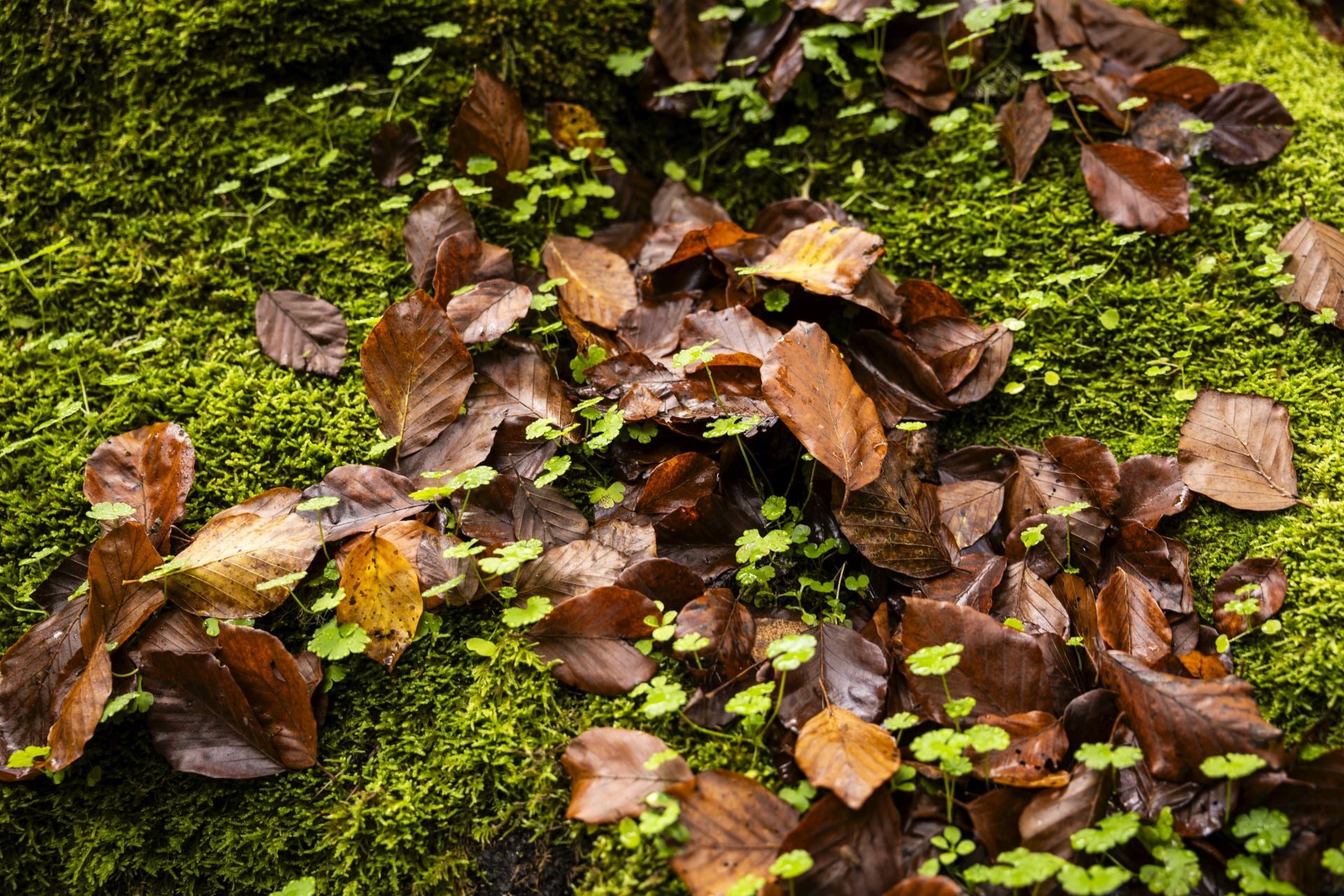 Colorido otoño riojano