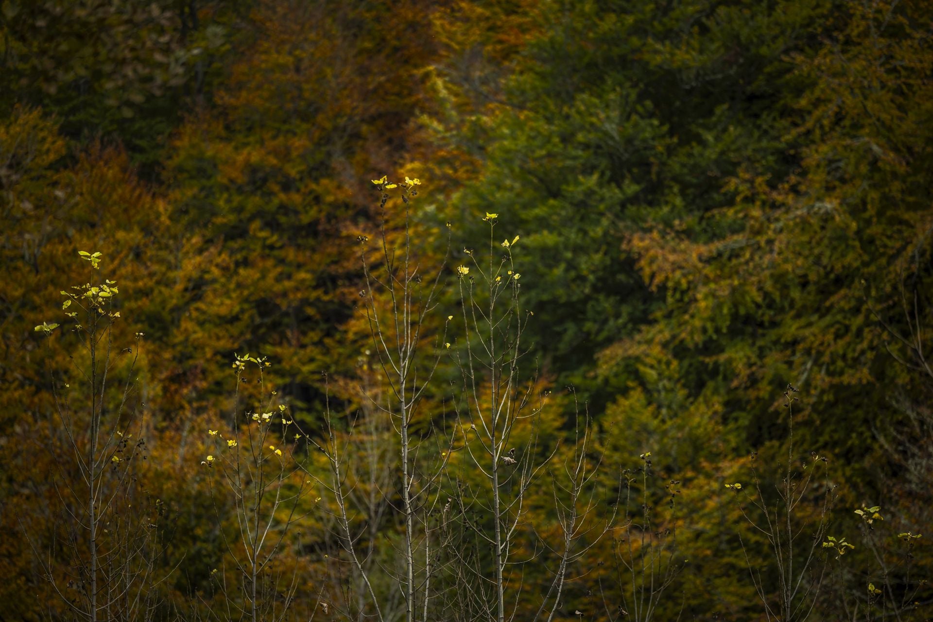 Colorido otoño riojano