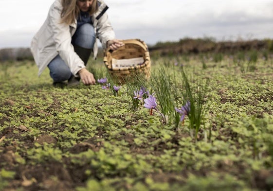 Leticia Zorzano recogiendo las flores en la mañana de ayer lunes.