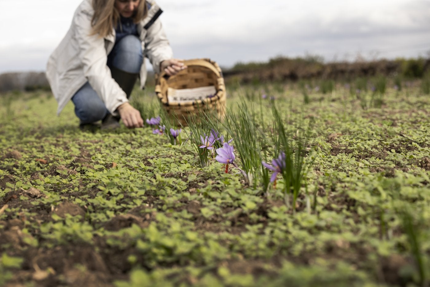 Leticia Zorzano recogiendo las flores en la mañana de ayer lunes.