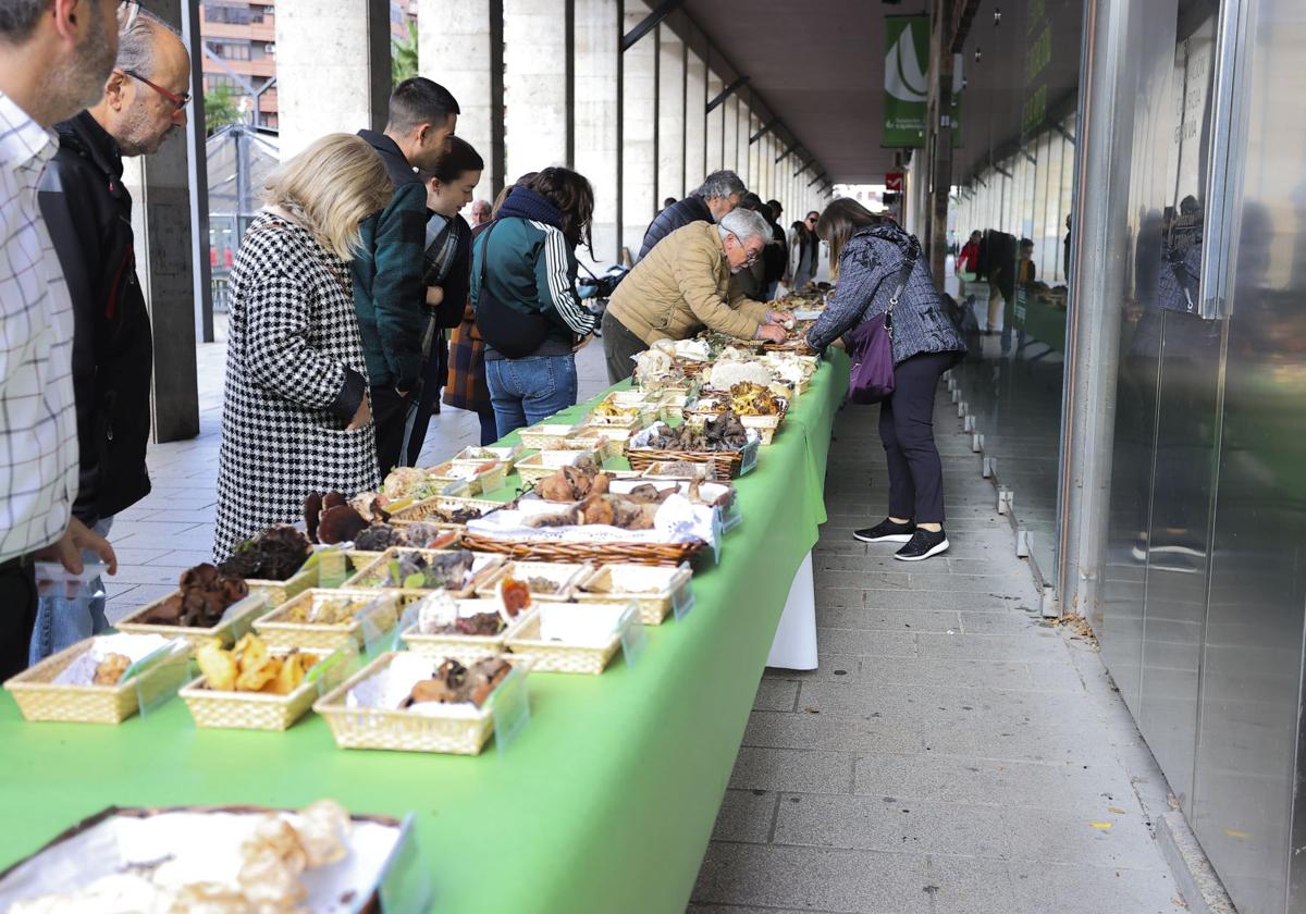 Exposición de setas en Gran Vía para el cierre de las jornadas de Verpa