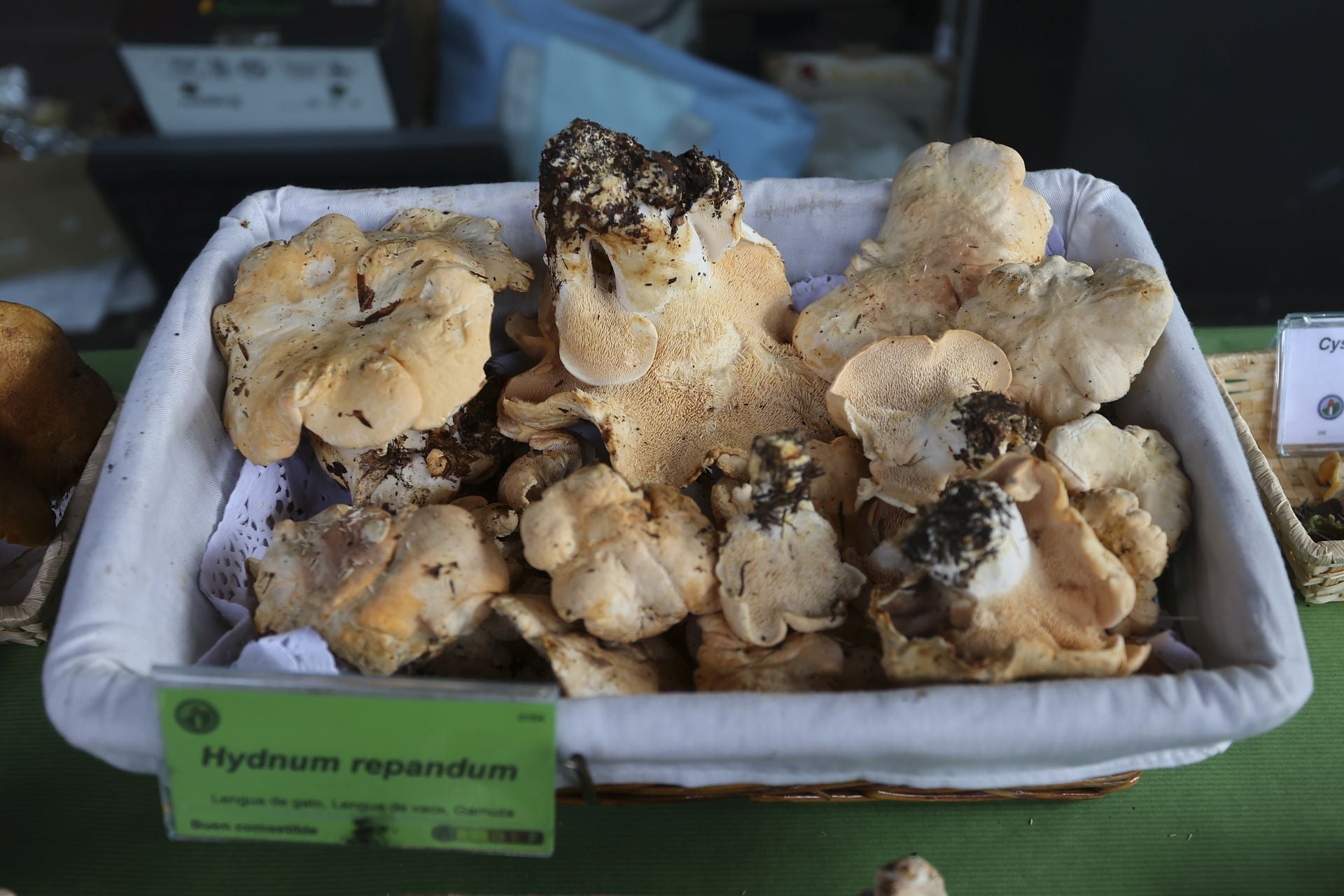 Exposición de setas en Gran Vía para el cierre de las jornadas de Verpa