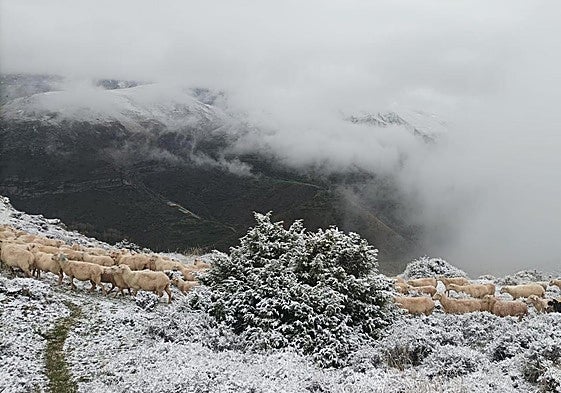 Un rebaño rodeado de nieve en Brieva de Cameros.