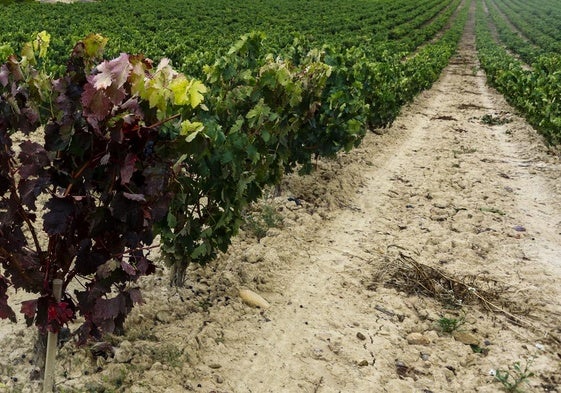 Viñedos en Rioja Alavesa, en una imagen de archivo.