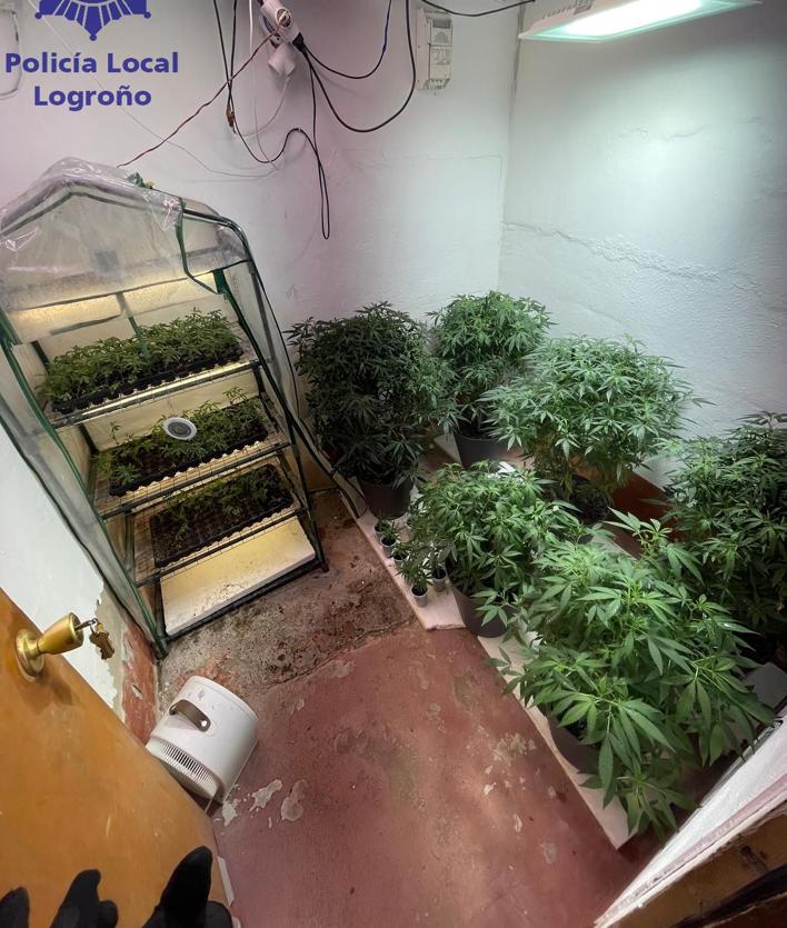 Imagen secundaria 2 - Desmantelada una plantación de marihuana de 395 plantas en Logroño