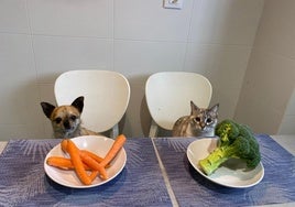 El perro Gus y la gata Ari posan con sendos platos de verduras (zanahorias y brócoli), un menú vegano con el que no parecen esta muy de acuerdo.