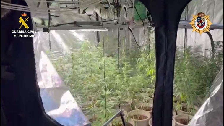 Uno de los invernaderos en los que se cultivaba la marihuana en Lardero.