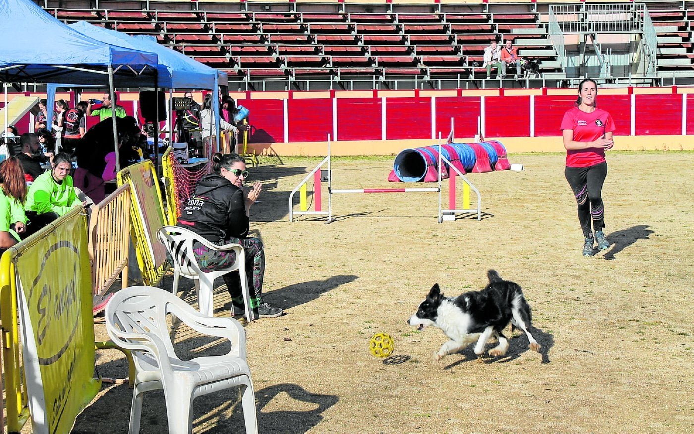 Uno de los perros participantes, en categoría de iniciación, persigue la pelota que le lanzó su dueña.