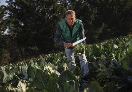 Jesús Pérez recoge coliflores del campo.