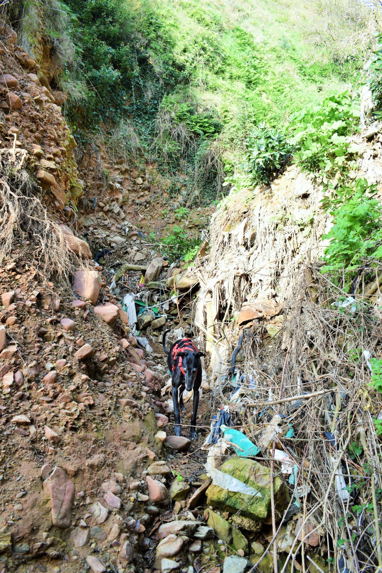 &#039;Amigos de los ríos&#039; limpia el barranco de Santa Engracia