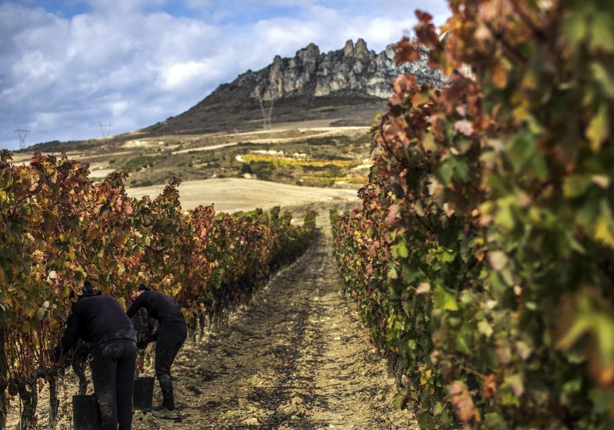 Paisaje de viñedos en otoño.