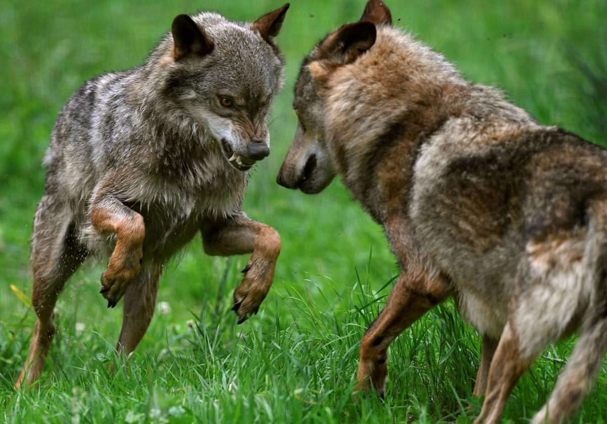 La UE logra rebajar la protección internacional del lobo como paso previo a modificar las reglas comunitarias