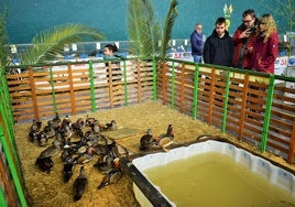 Los patos son uno de los reclamos más populares de la muestra, que se puede visitar hasta hoy domingo, a las 13.30 horas .