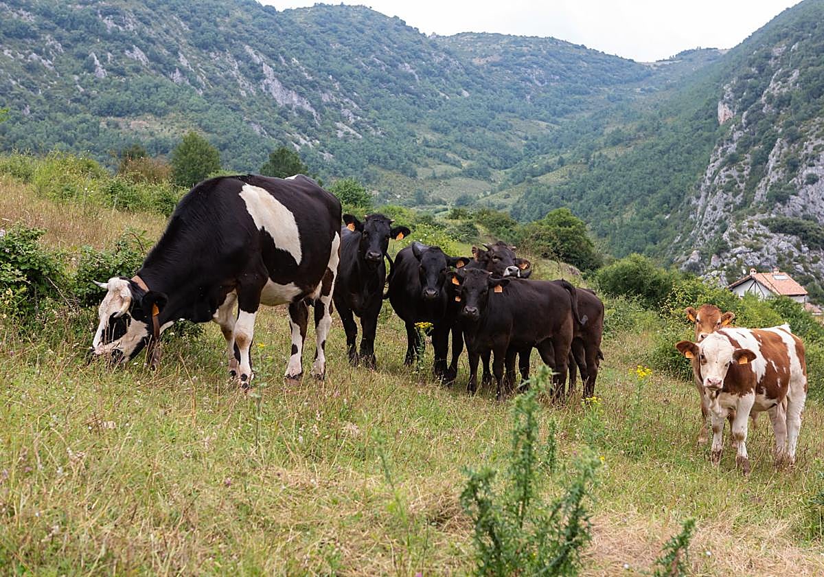 Vacas en el monte.