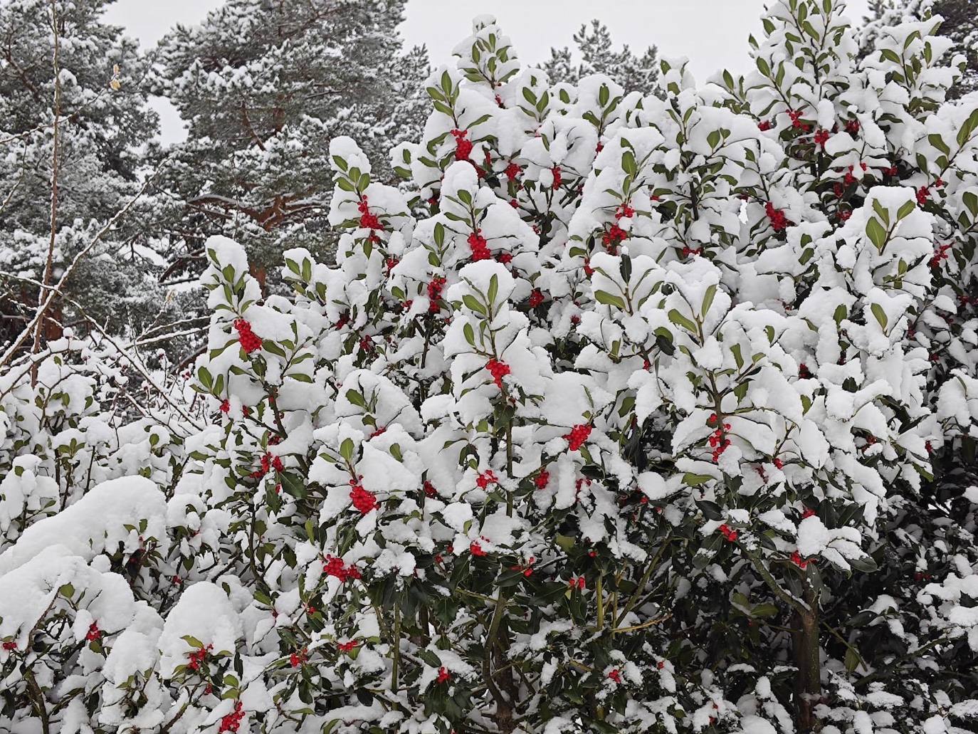 Arbustos cubiertos de nieve en Villoslada.