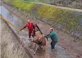 Los bomberos del CEIS rescatan a una ternera de un canal en Alesanco