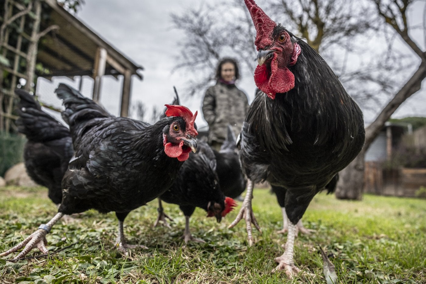 Varias gallinas cameranas en el recinto donde se crían para recuperar la población de esta especie.