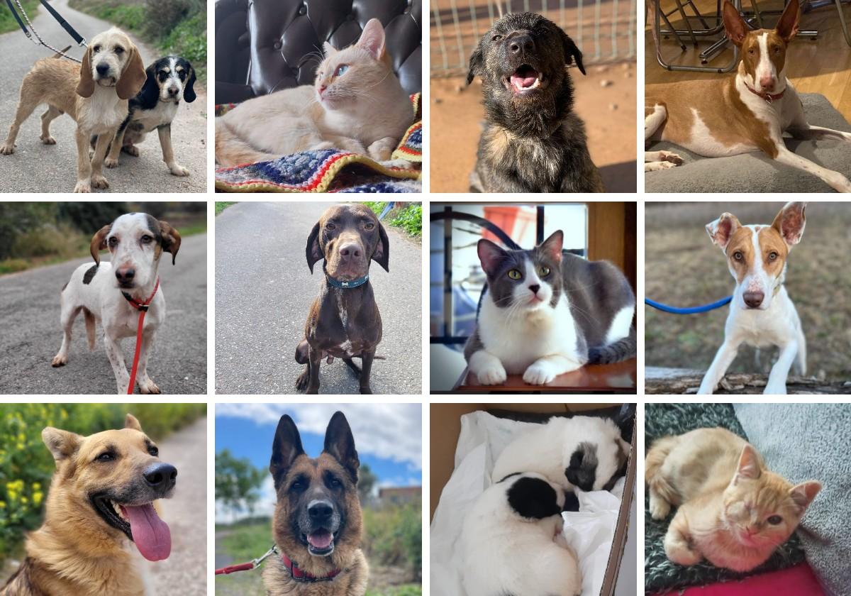 Estas son las mascotas que han sido adoptadas