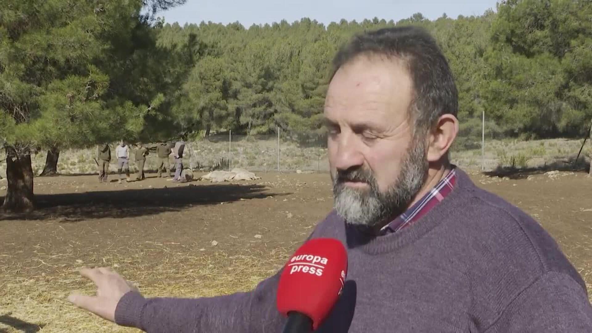 Ganadero pierde diez ovejas en el presunto primer ataque de lobo en la C.Valenciana