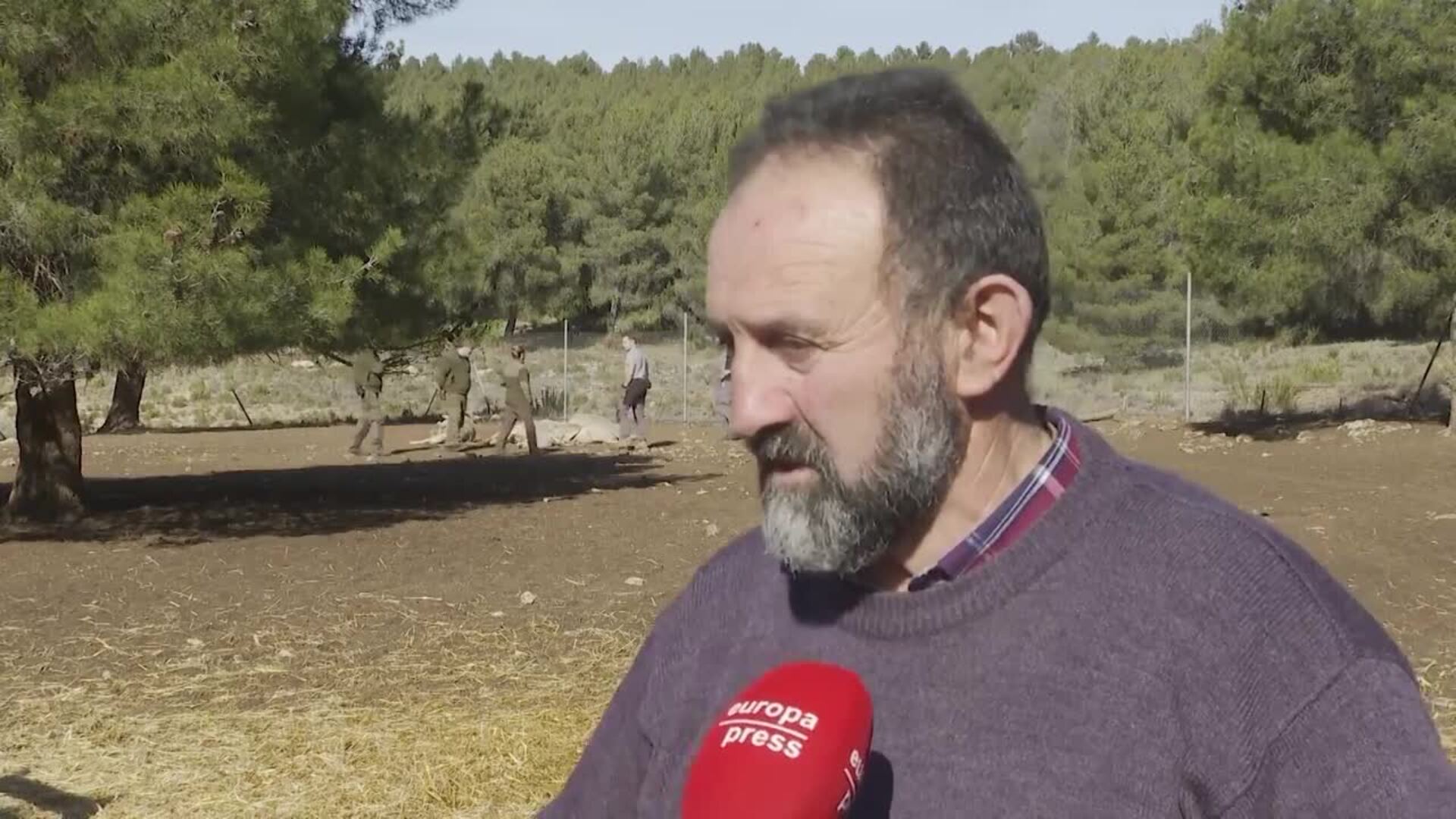 Ganadero pierde diez ovejas en el presunto primer ataque de lobo en C.Valenciana