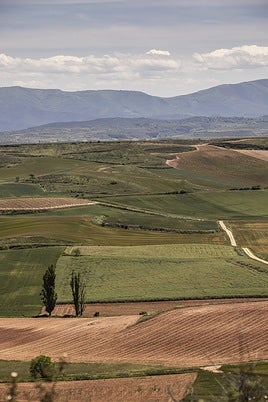 Campo cultivado en diferentes parcelas.