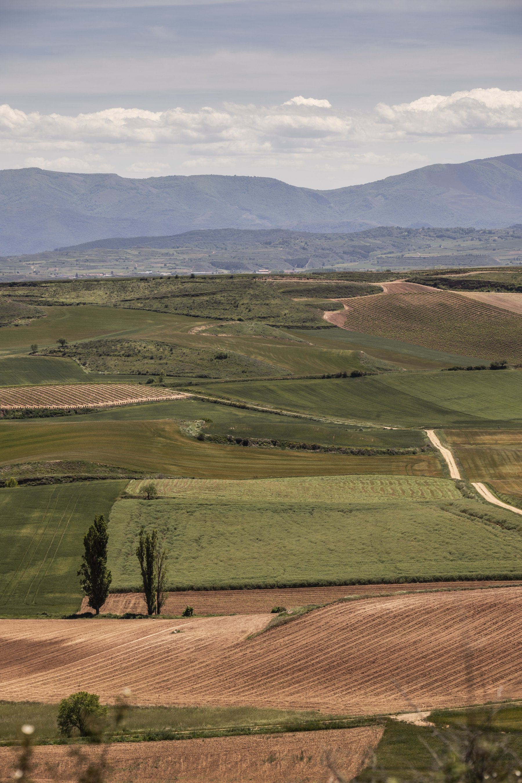 Campo cultivado en diferentes parcelas.