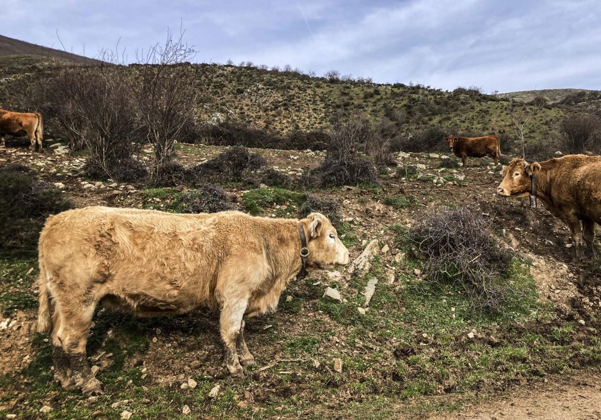 La Consejería de Agricultura, Ganadería, Mundo Rural y Medio Ambiente gestionará este año 144 millones, un 14,2% más