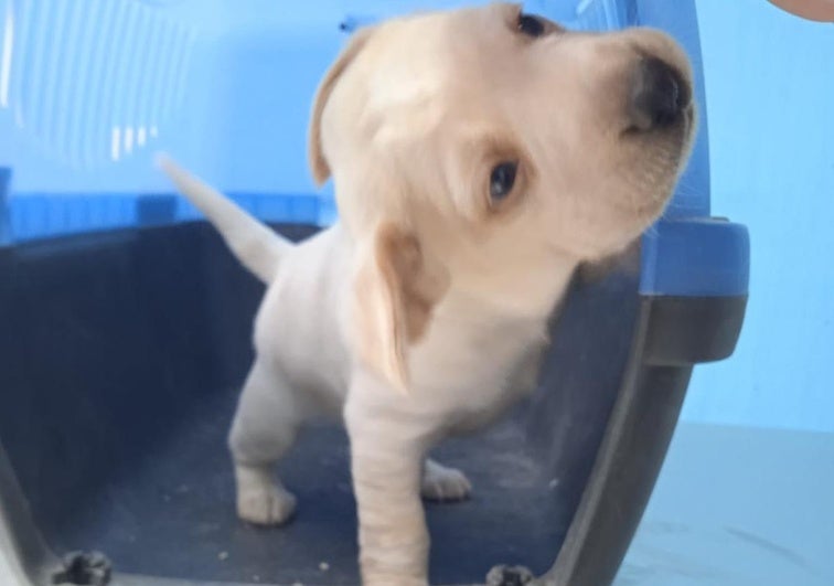Abandonado un cachorro en la basura el día después de Reyes