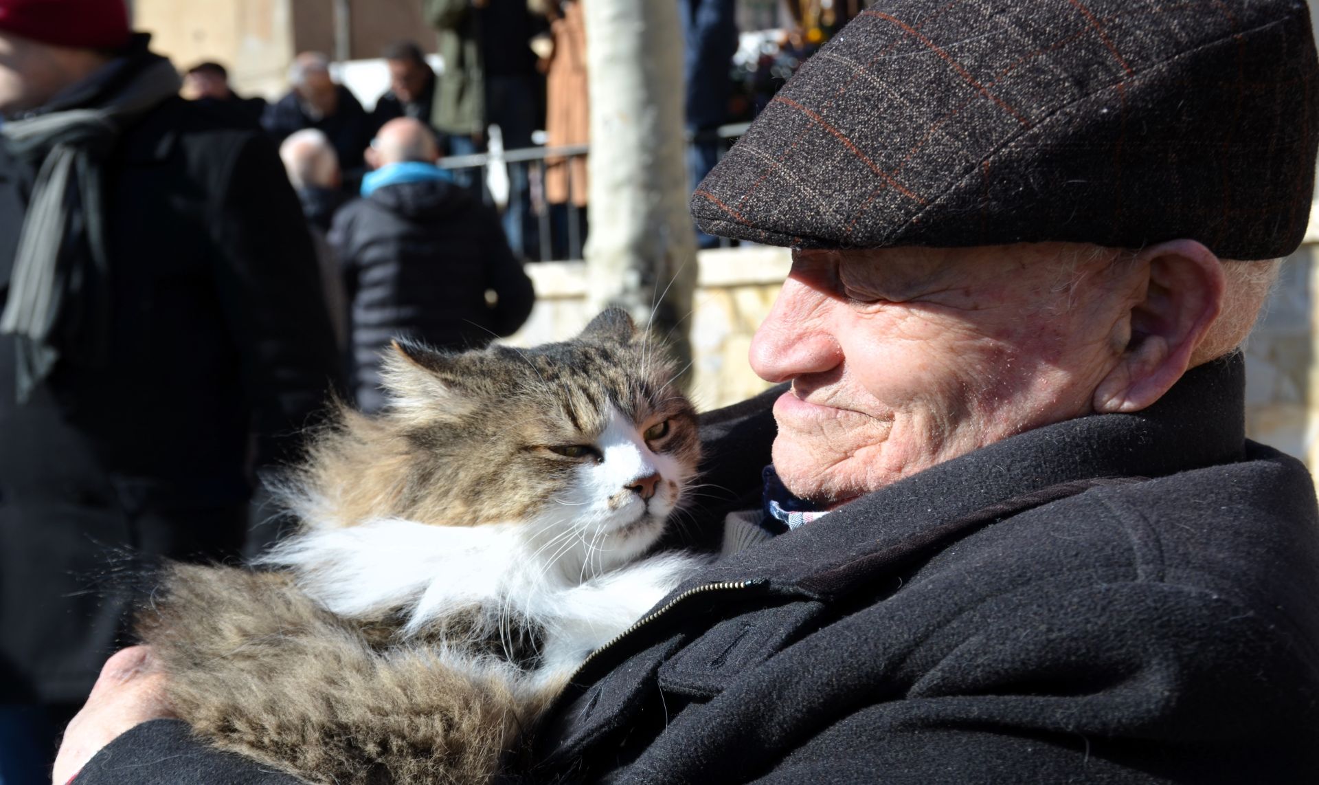 Bendición de San Antón, en Calahorra