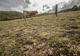 Pasto seco, en una imagen de archivo.