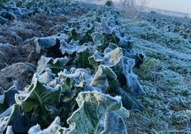 Helada en una finca de cultivo de brócoli en el valle del Ebro.