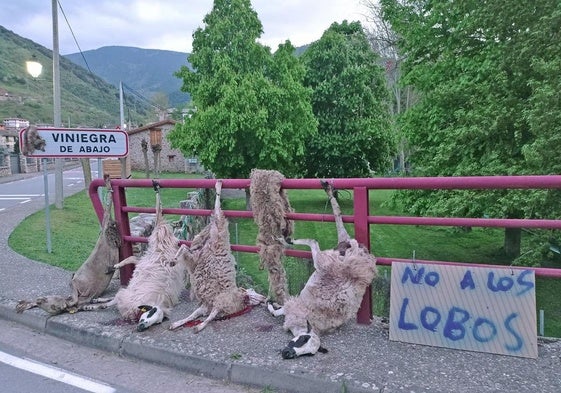 Ovejas muertas y una pancarta de rechazo al lobo, en el Puente Canto de Viniegra de Abajo, en 2022.