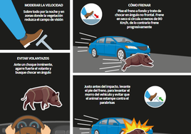 Cómo actuar si nos encontramos con un animal en la vía