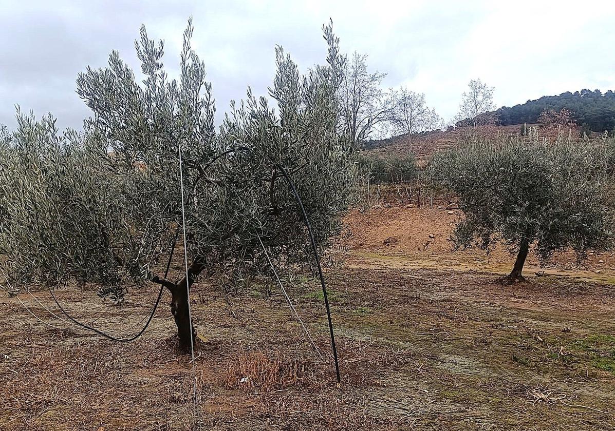 El robo de cable de fibra óptica en Fitero deja sin conexión de telefonía e internet a la comarca de Cervera desde ayer