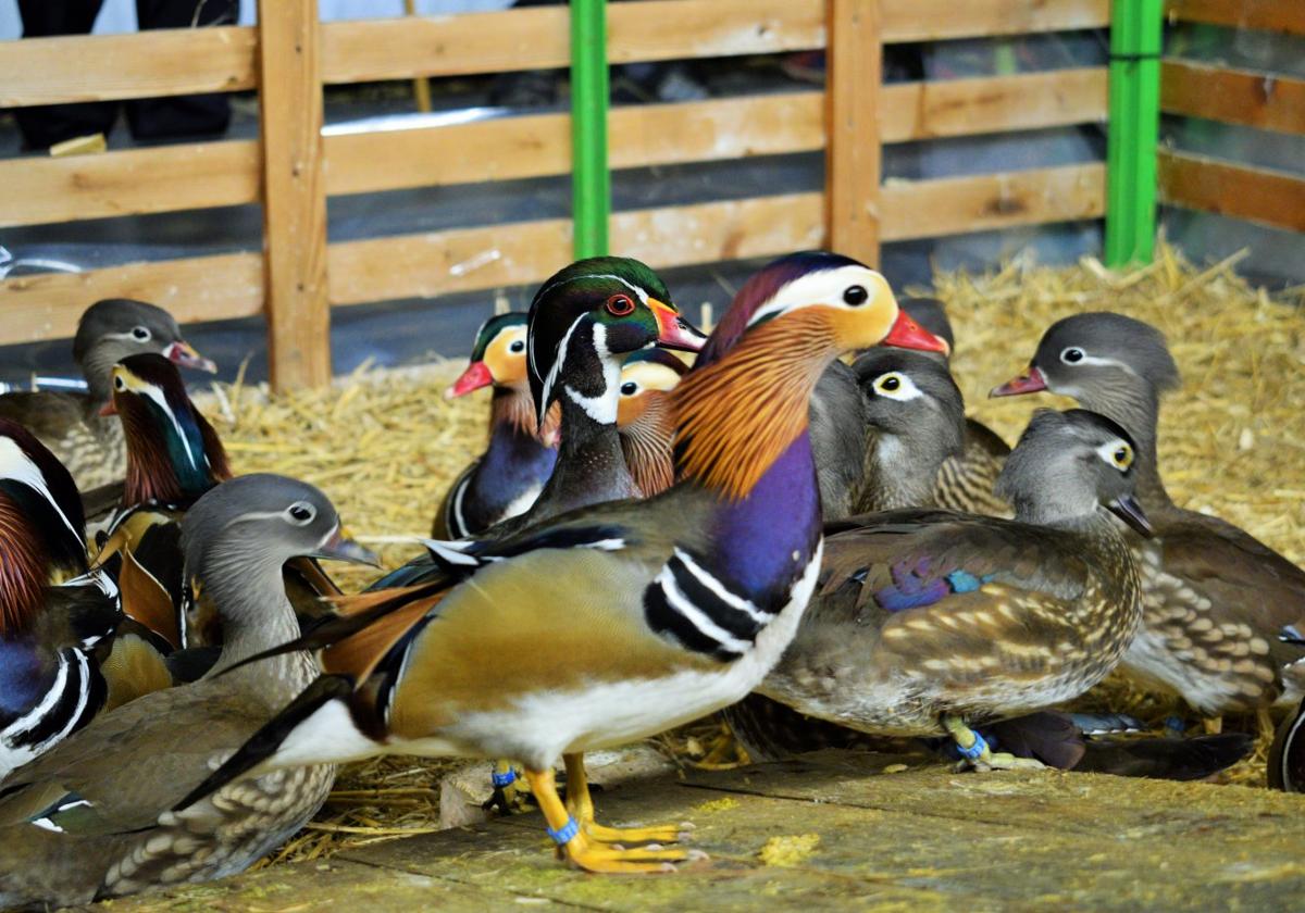 En primer término, un pato mandarín, rodeado de patos carolina, expuestos en Albelda de Iregua.