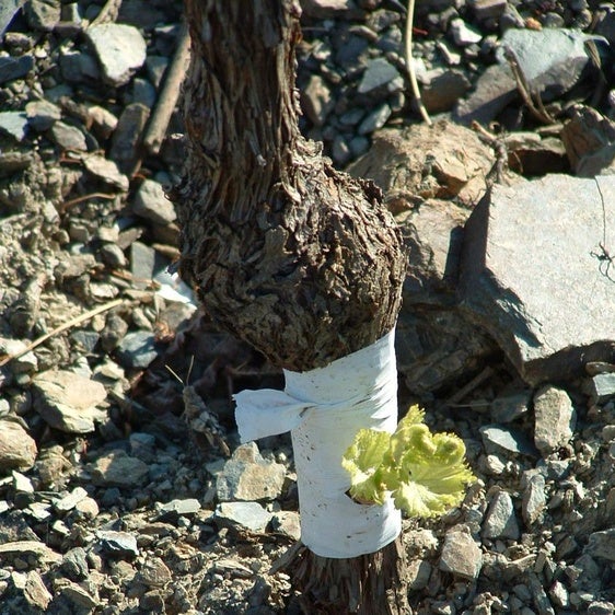 El vino blanco: la otra cara de la crisis