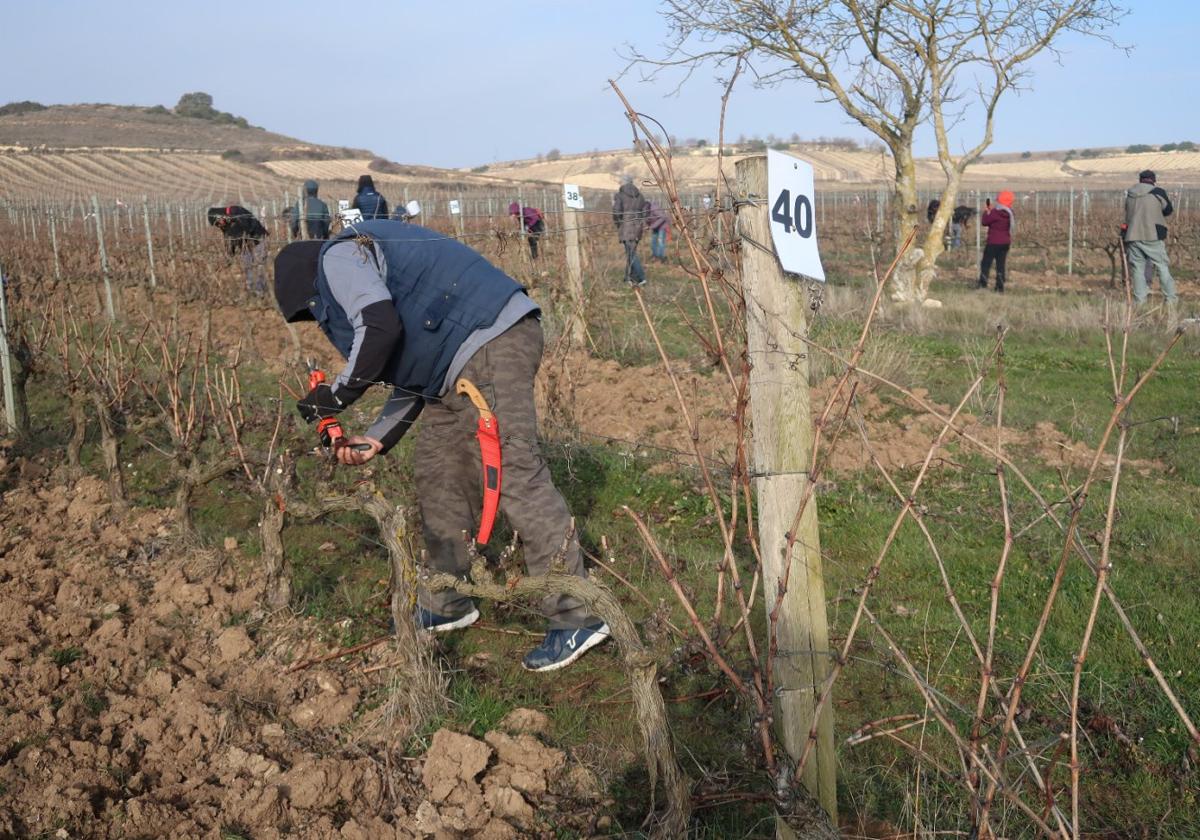 Imagen de la pasada edición del concurso de poda de Elciego y Cussac Fort-Médoc.