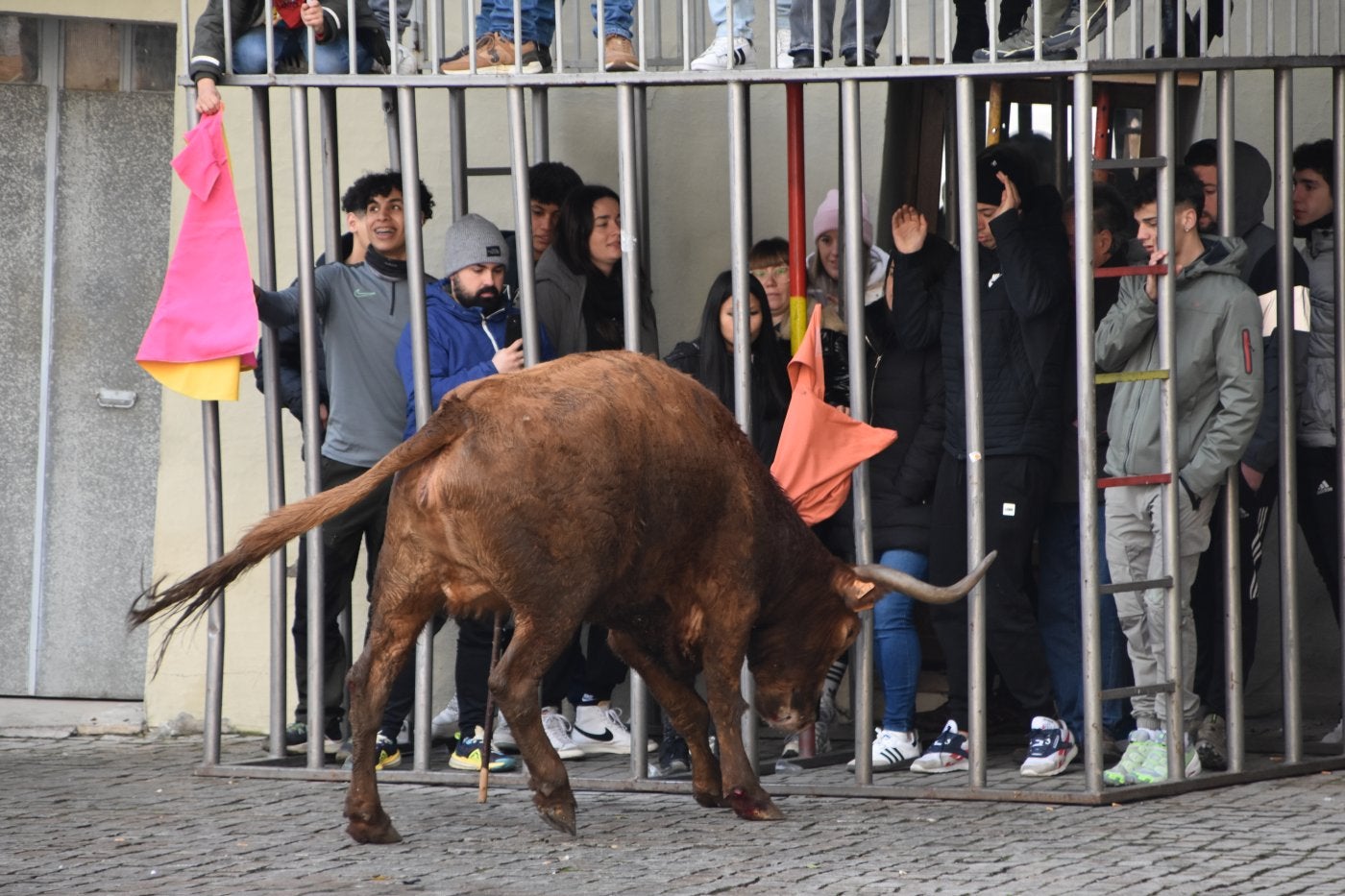 Encierro de reses bravas, ayer en Autol.