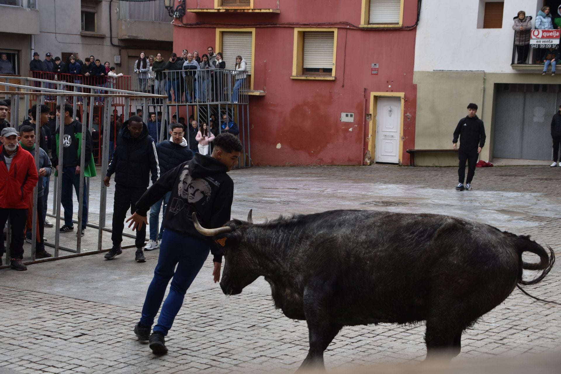 Encierros de reses bravas en las fiestas de San Blas de Autol